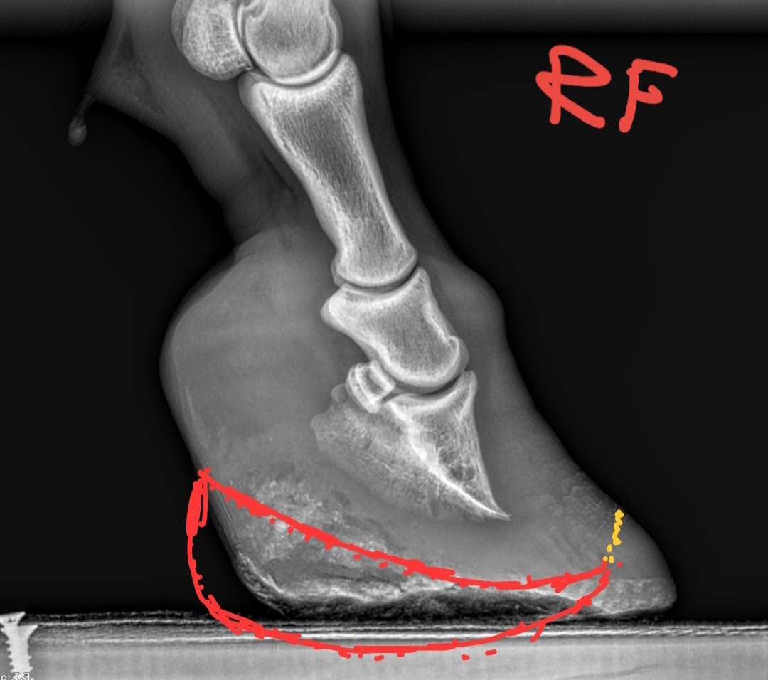 Radiografía lateral del casco con el diseño de la herradura dibujado en rojo