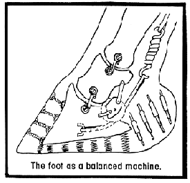Ilustración anatómica del casco como una máquina equilibrada